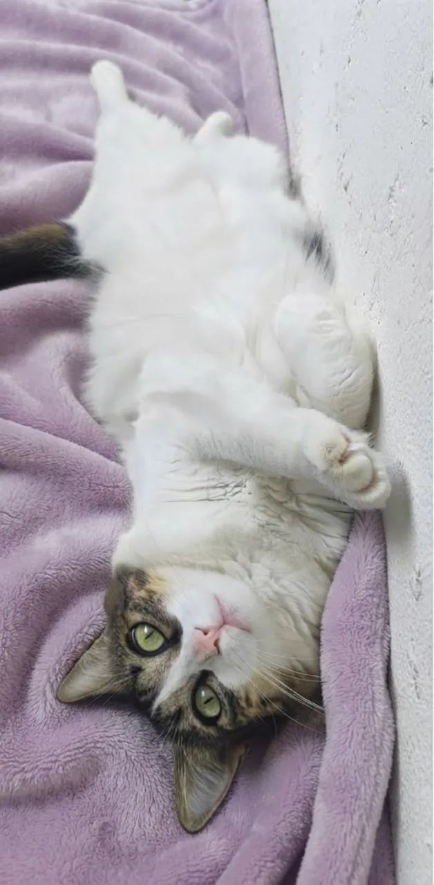 Gatinhas para adoção responsável  - Foto 3