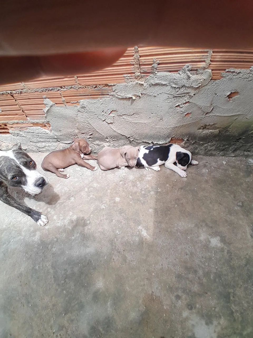Cachorro  - Foto 4