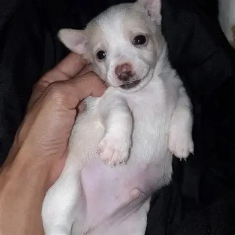 chihuahua - Foto 2