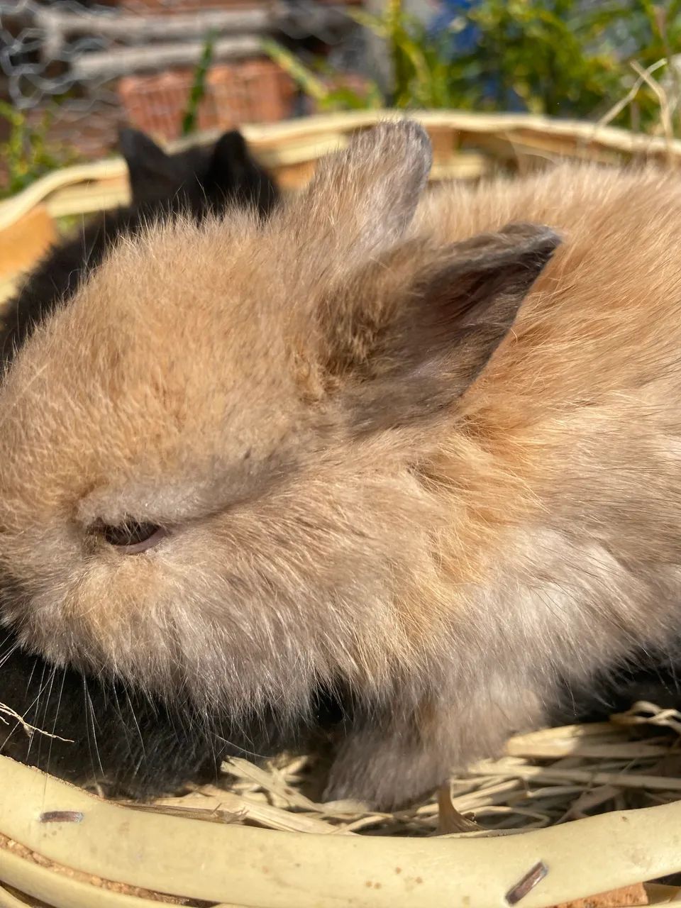 Mini coelho NETHERLAND Dwarf - Foto 3
