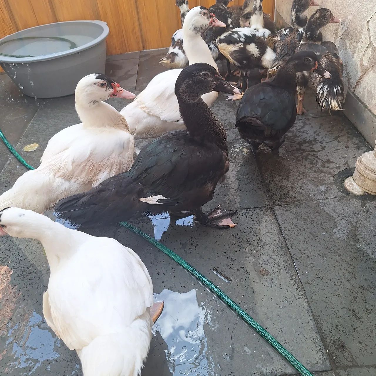 Patos