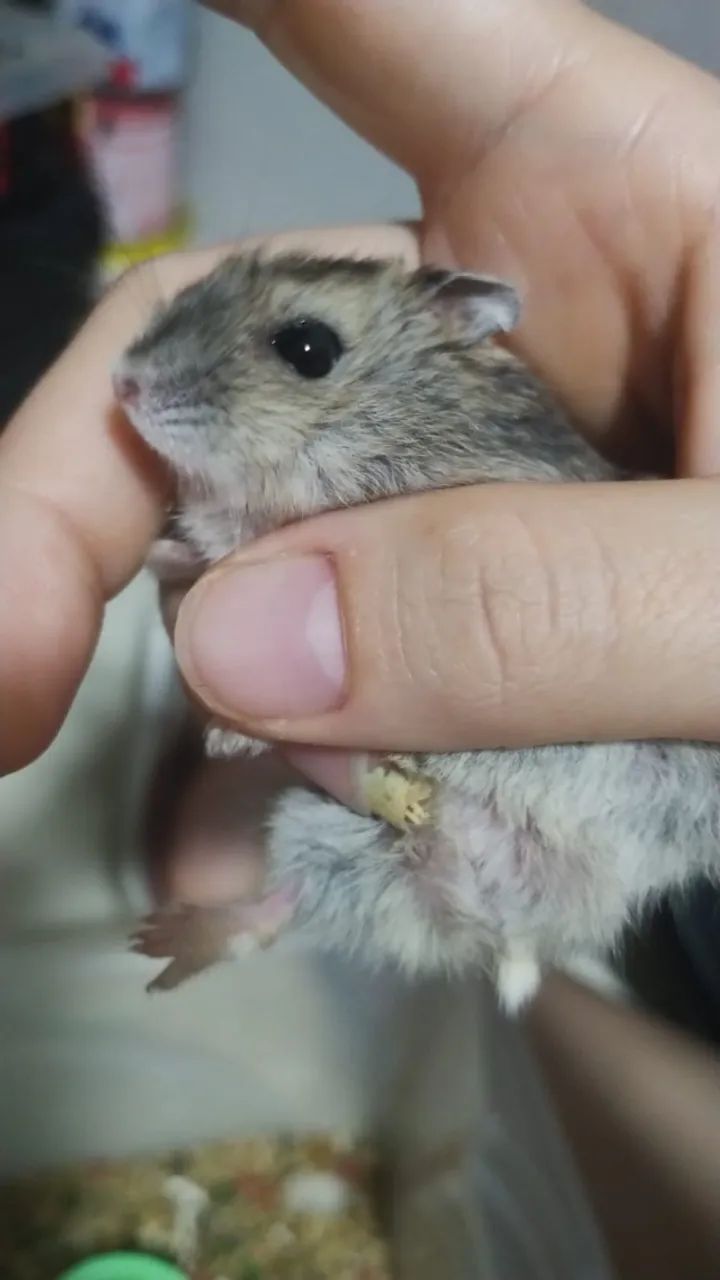Hamster anão Russo 