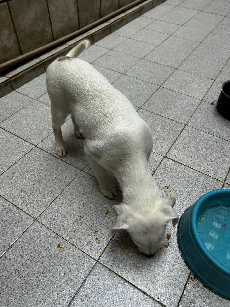 Cachorro adoção  - Foto 4