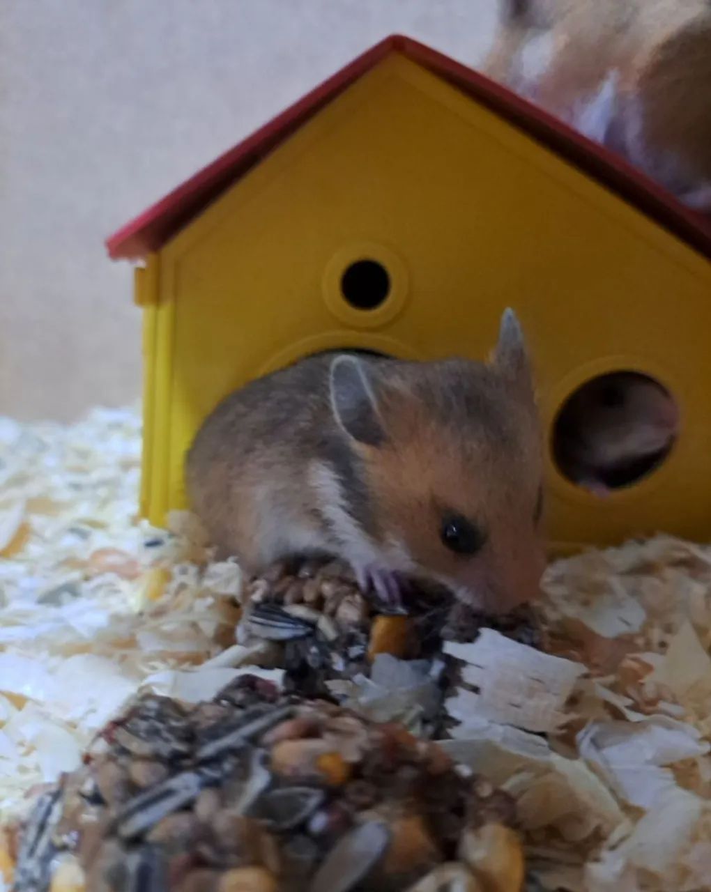 Filhotes de Hamster-sírio  - Foto 2