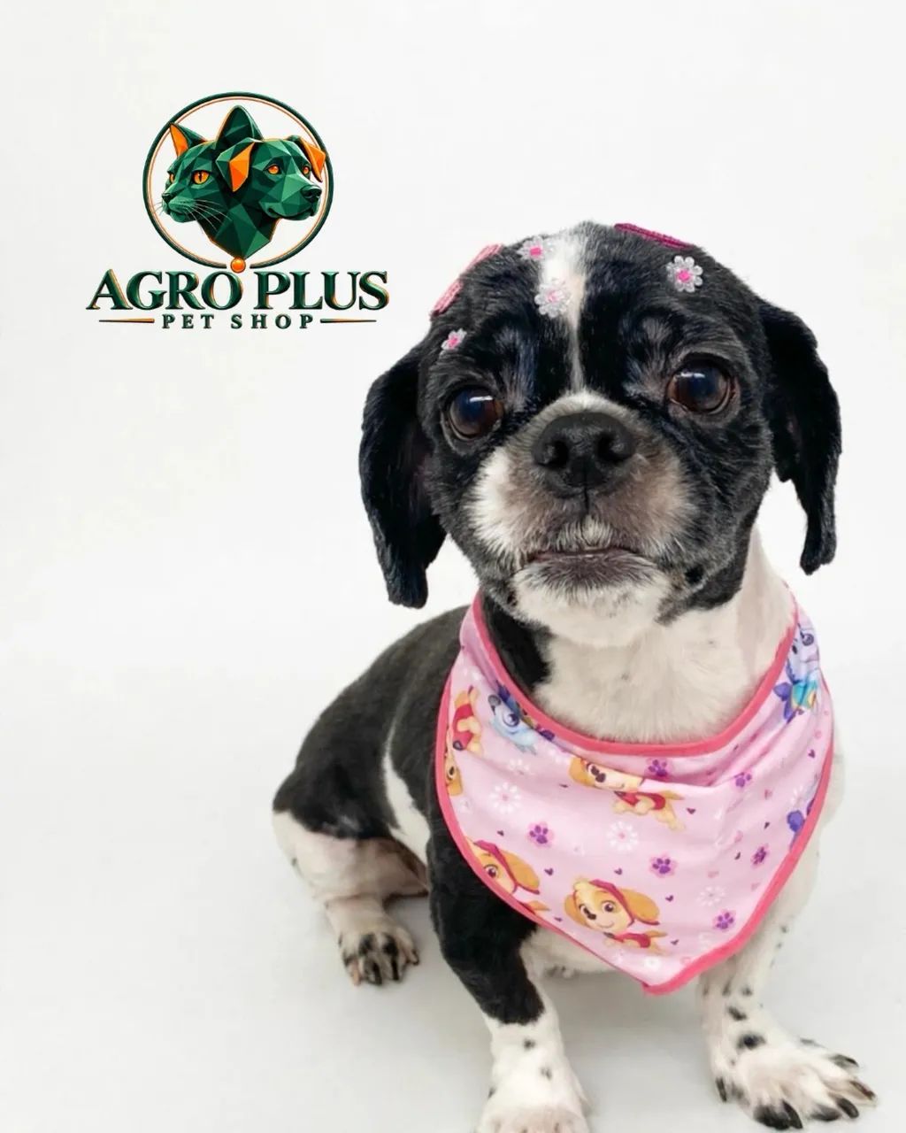 Agro Plus pet shop - Banho e tosa  - Foto 5