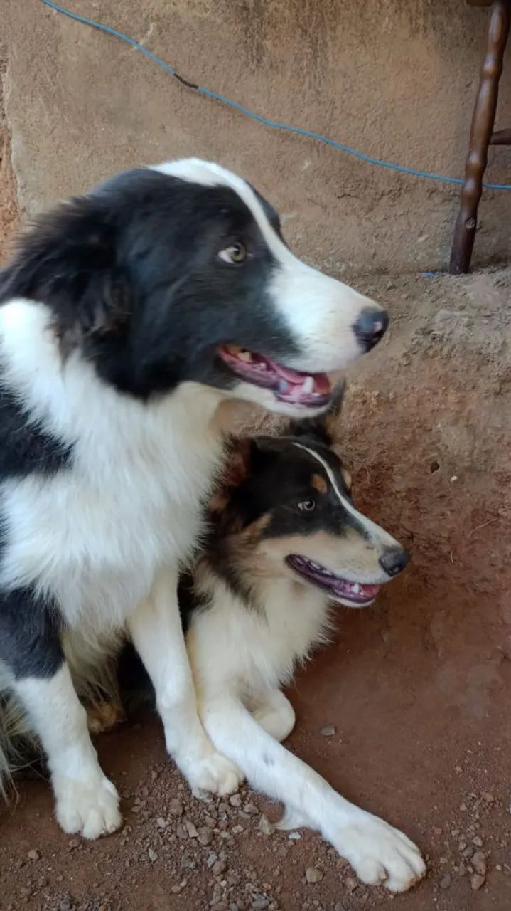 Doação de Border Collie 