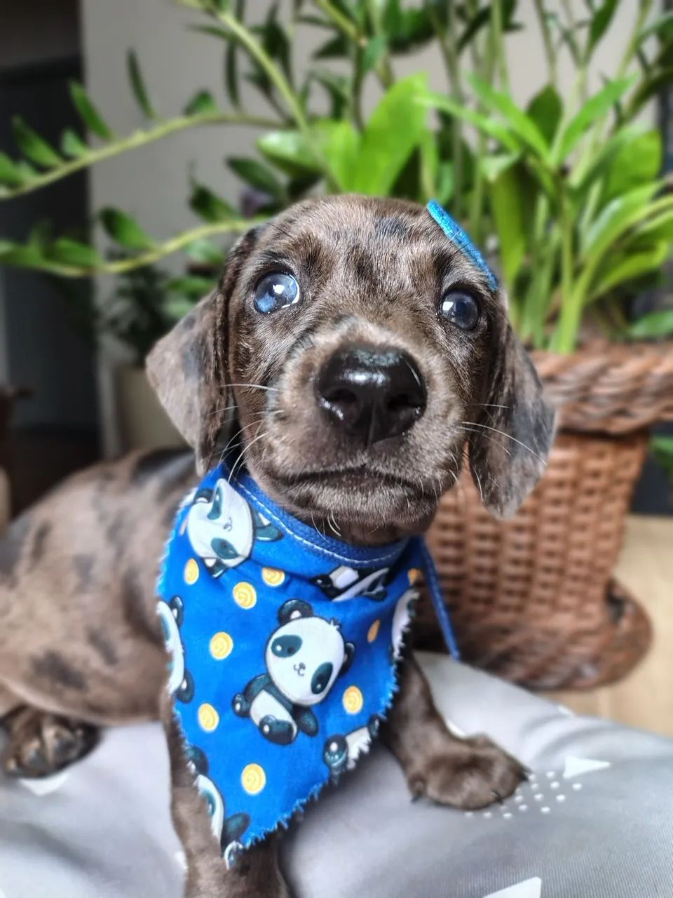 Lindo filhote miniatura arlequim (Macho)