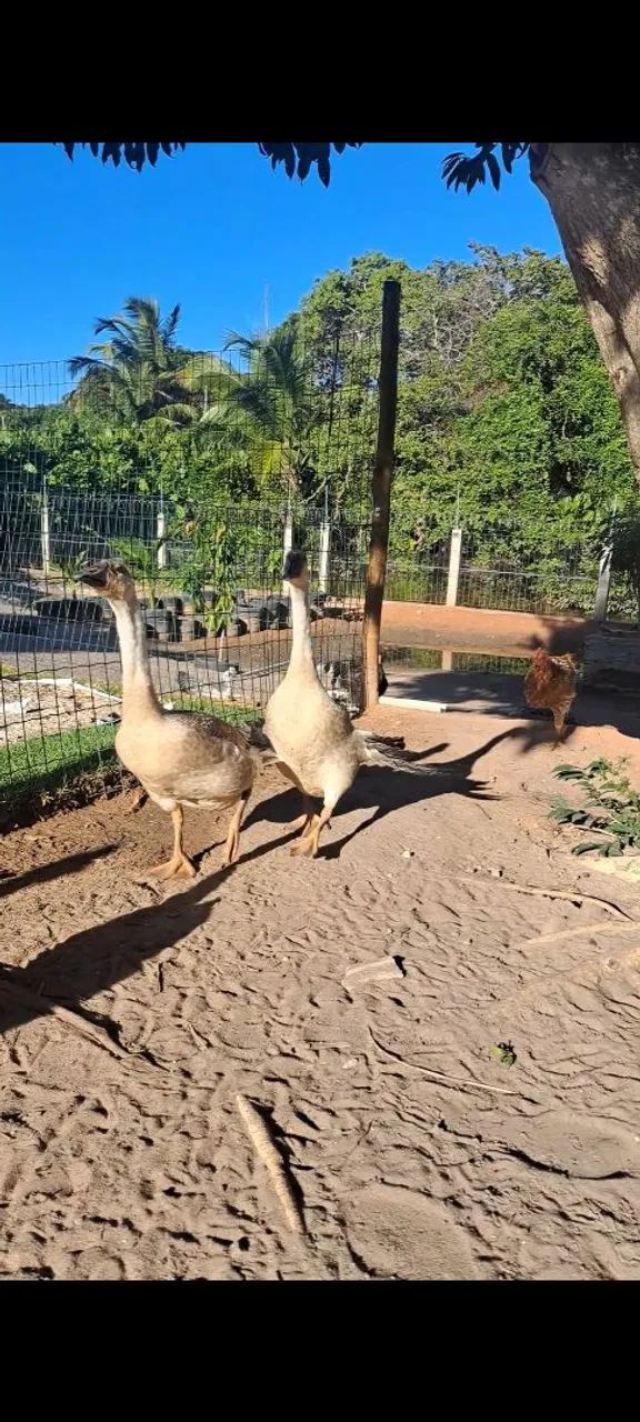 Ganso sinaleiro africano