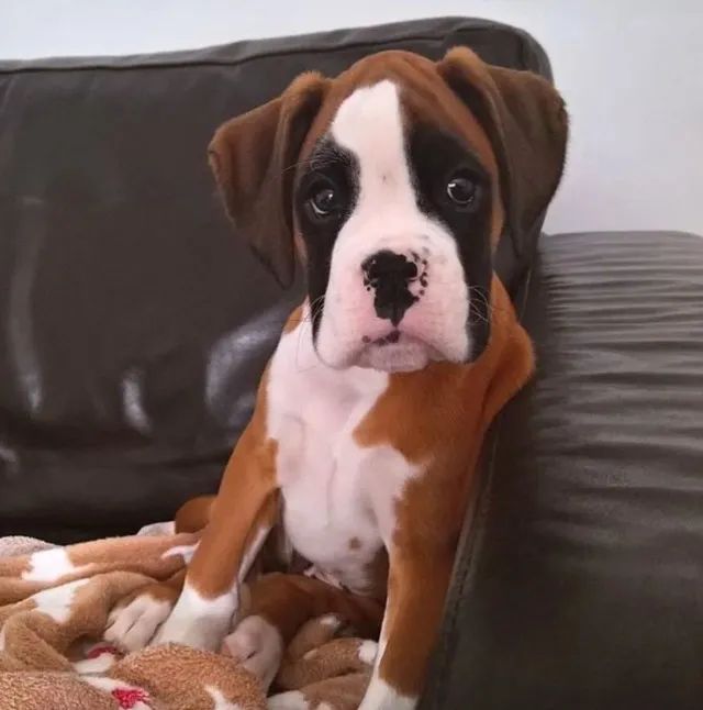 Boxer: leal, brincalhão e protetor!