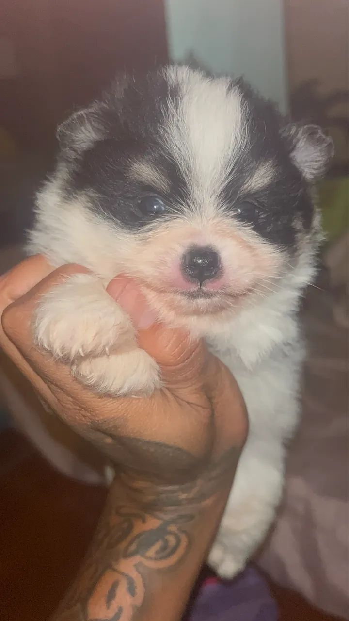 Spitz alemão - Foto 3