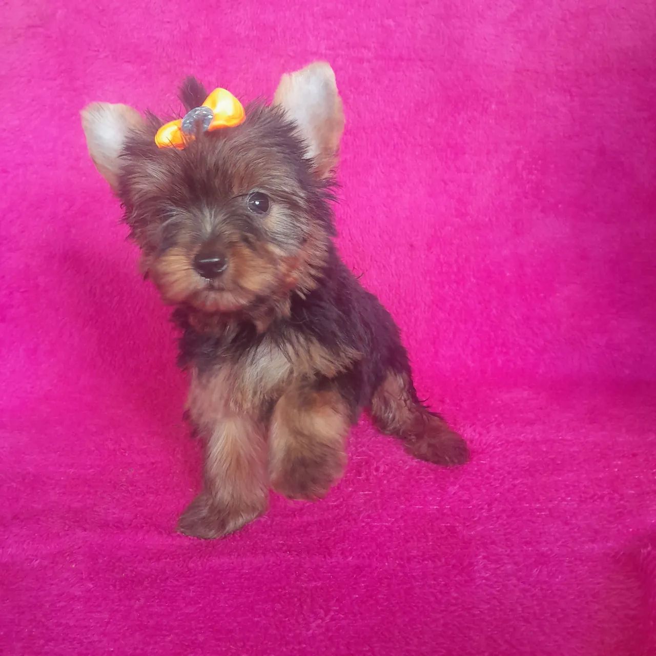 Yorkshire Terrier 
