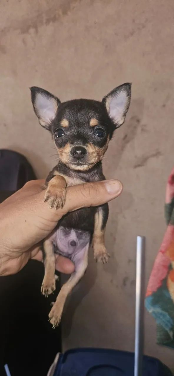 Pinscher Macho zero 0 - Foto 2