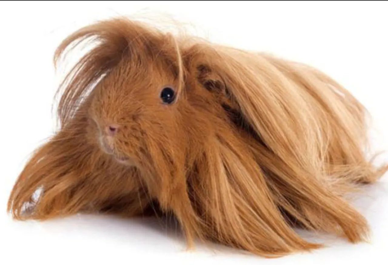 Porquinho da india - Foto 2