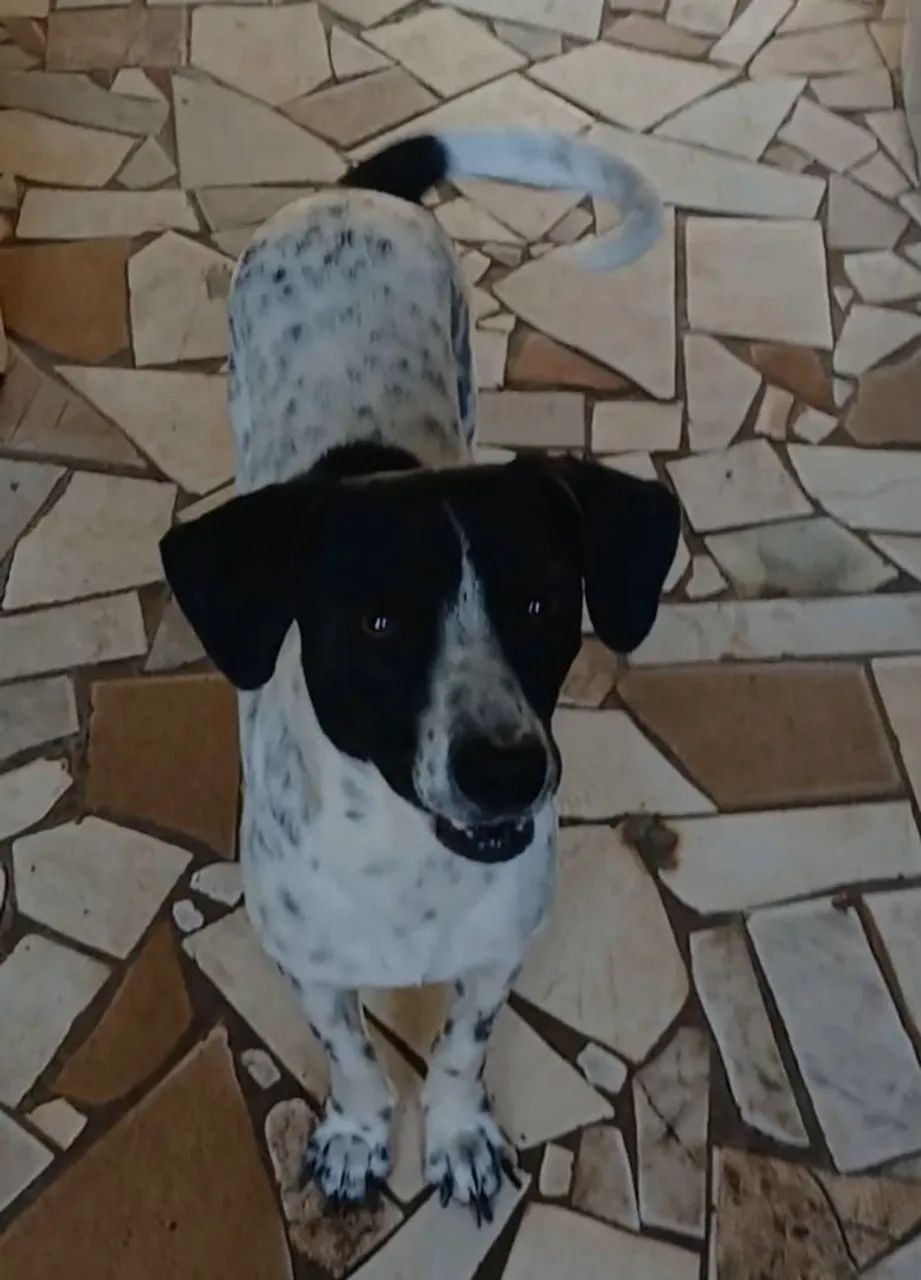 Cachorro para doaçao 