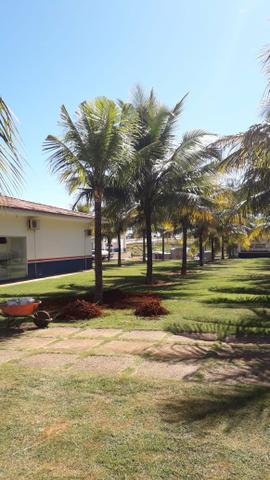 Mudas de coco produzindo
