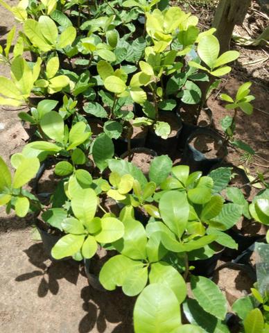 Mudas para Plantios e Pomares - Foto 2