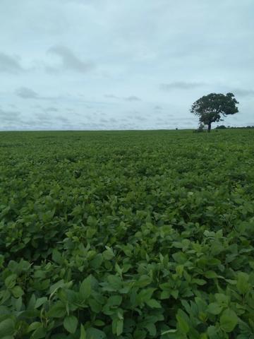 Fazenda milho, soja e pecuária em buriti maranhão