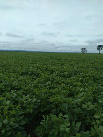 Fazenda milho, soja e pecuária em buriti maranhão - Foto 4