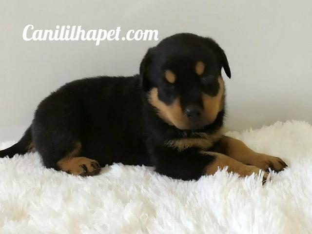 Rottweiler - Foto 2