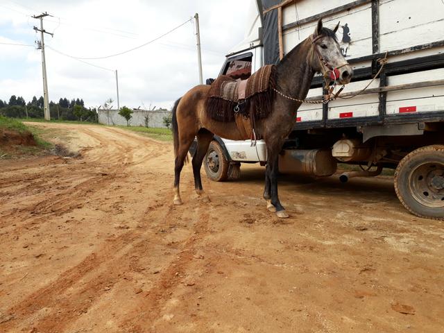 Cavalos pra rolo - Foto 5