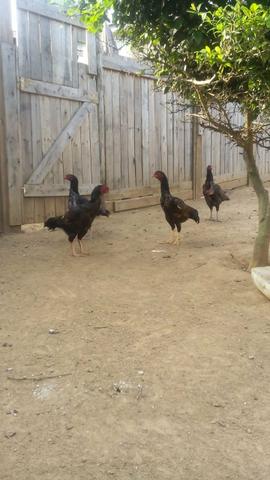 Vendo galos e galinhas raça índio - Foto 2