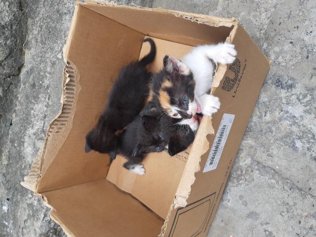 Doação de gatinhos - Foto 2