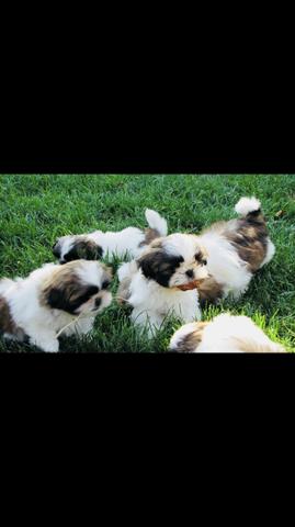 Filhotes shih tzu Promoção - Foto 2