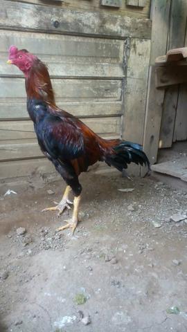 Vendo galos e galinhas raça índio - Foto 4