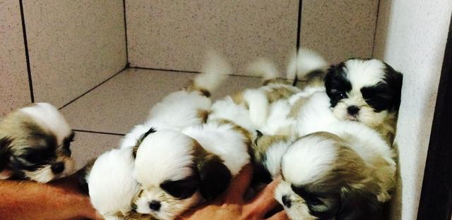 Filhotes shih tzu Promoção - Foto 5