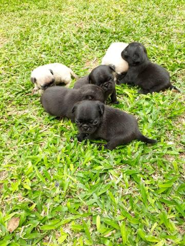 Cachorro pug