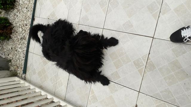 Schnauzer (mistura) gigante para doação - Foto 2