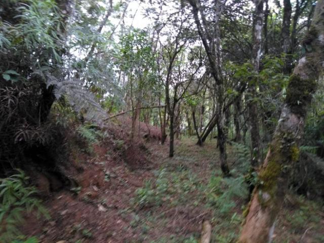 Chácara com 20.000m² - Braço da Figueira - Antonina - Foto 6