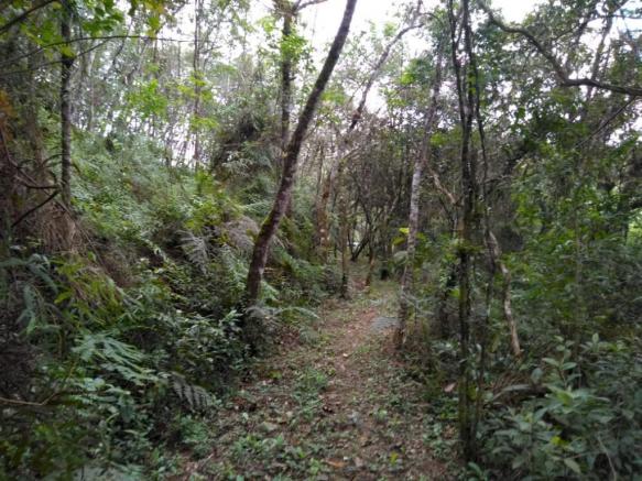 Chácara com 20.000m² - Braço da Figueira - Antonina