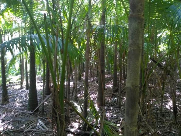 Chácara com 6.500m² - América de Cima - Morretes - Foto 5