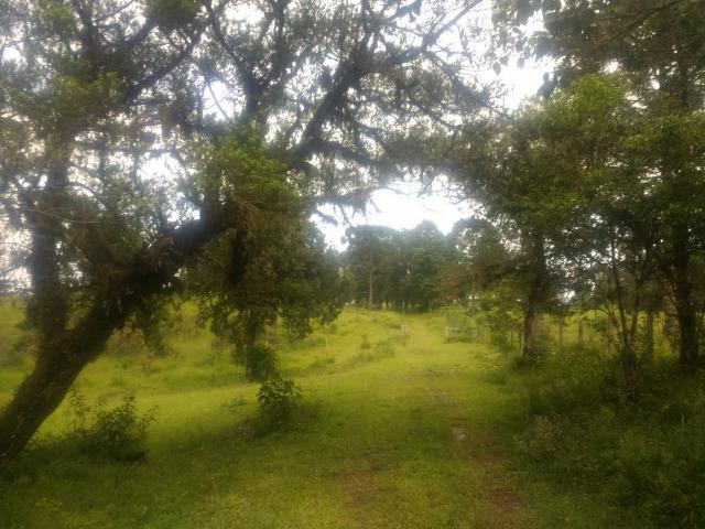 Fazenda em Tijucas do Sul -PR - Foto 7