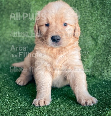 golden muito fofinho a pronta entrega, um pet de família - Cachorros e  acessórios - Pinheiros, São Paulo 1097949230