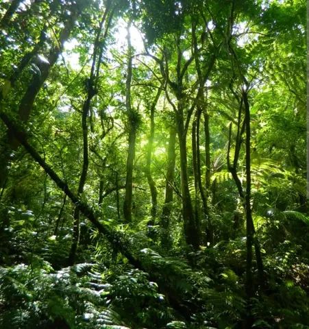 Terra barata 210 reais o hectare no Amazonas 