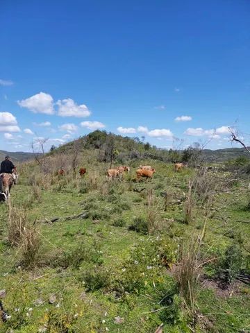 Arrendamento 168 hectares Pinheiros Machado RS  - Foto 5