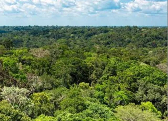 Terra barata 210 reais o hectare no Amazonas  - Foto 6