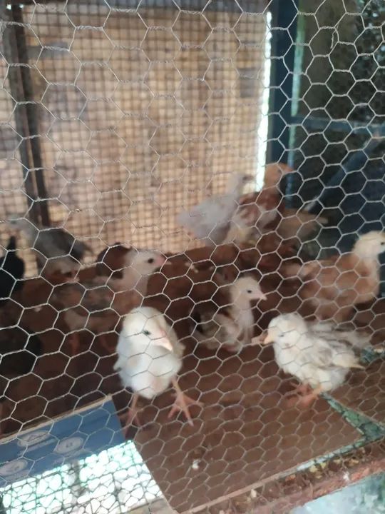 Pintinhos caipira - Foto 2