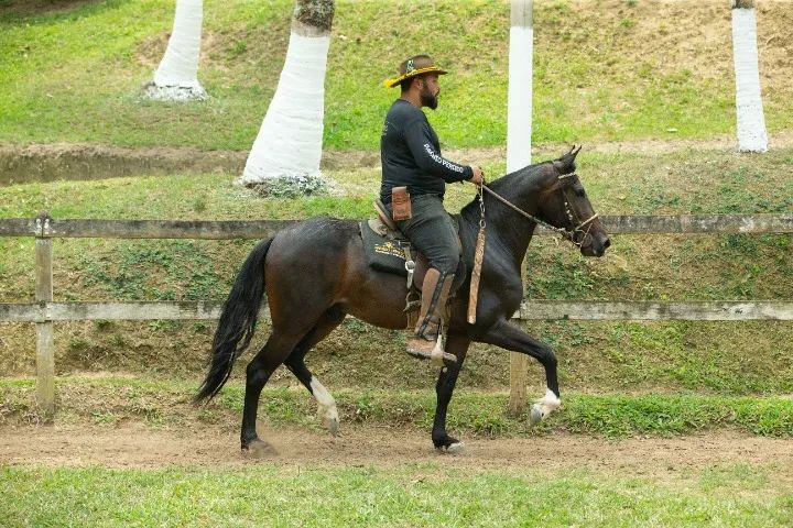 Cavalo Mangalarga Marchador