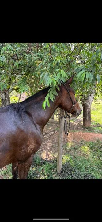 Vende - se Égua Mangalarga Marchador registrada.  - Foto 3