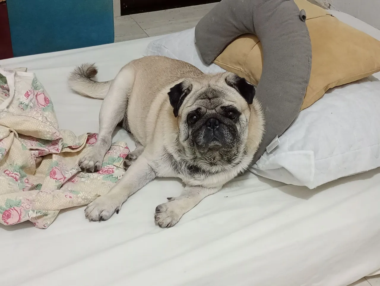 Pug disponível para namorar.