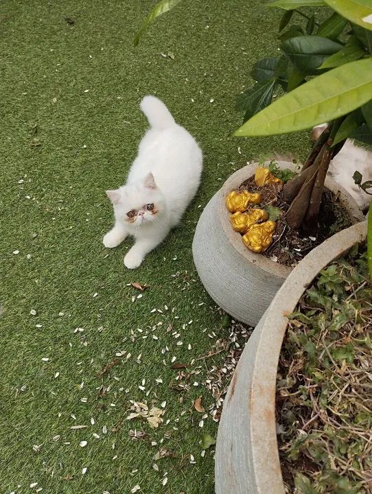 Lindo Filhotes de Persa pelo curto top show