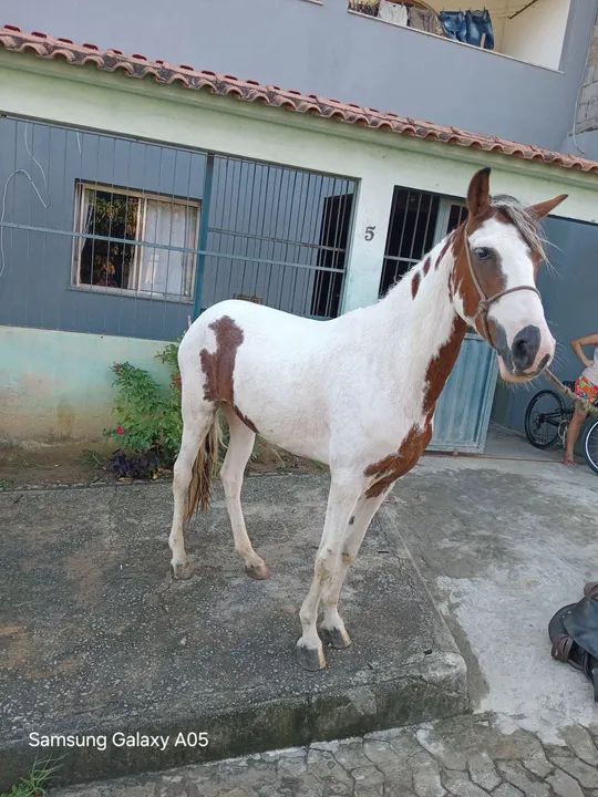 Vendo uma egua baia e um cavalo pampa castrado .... - Foto 4