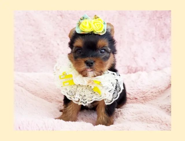 linda filhotinhaa de yorkshire terrier para venda