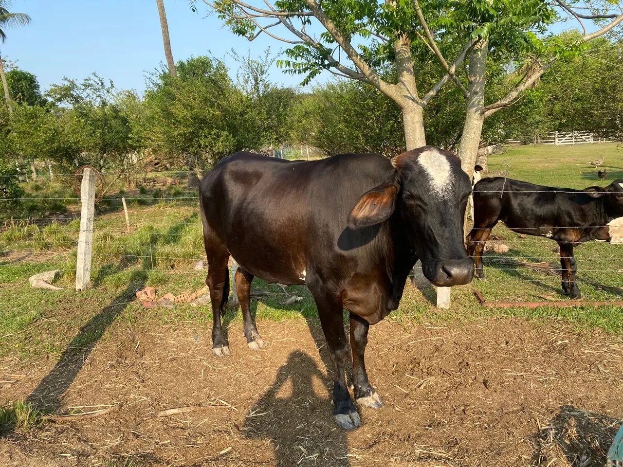 Vaca Girolando - Foto 2