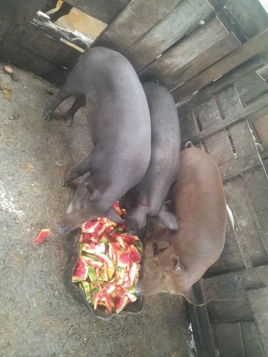 Porcos caipira  - Foto 3