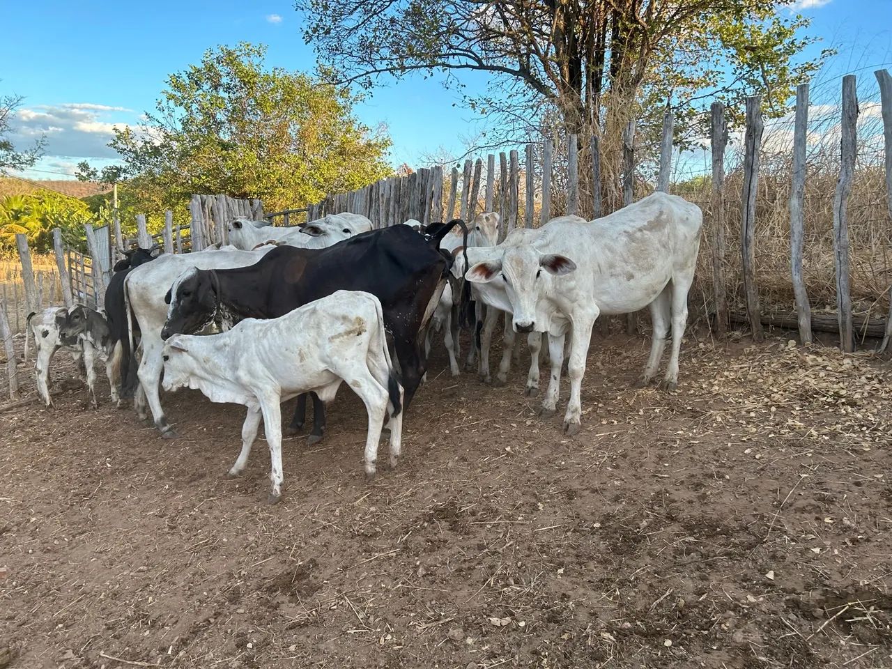 Bezerrada de qualidade  - Foto 3