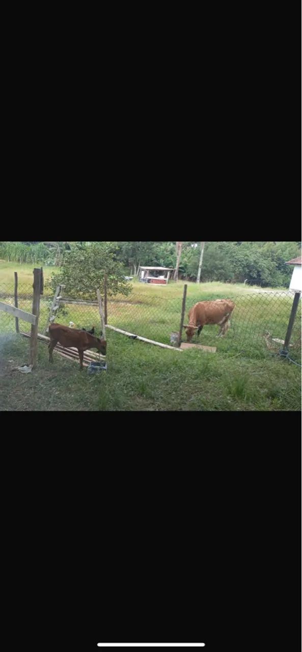 Vaca leiteira com 2 bezerros macho  - Foto 3